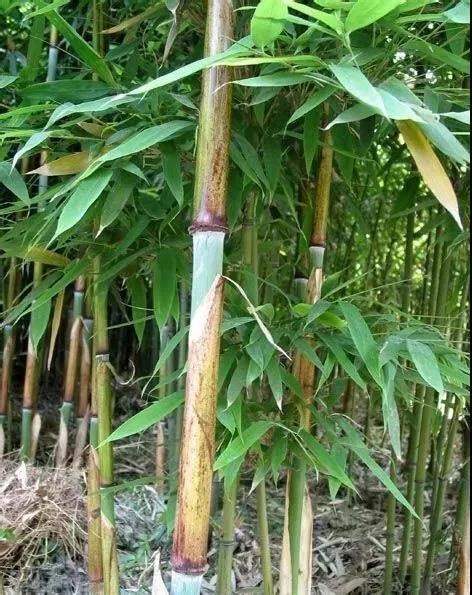 竹子好種嗎|居家庭園種植竹子前務必要知道的事